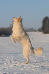 Weier Schferhund im Schnee