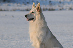 Weier Schferhund im Schnee