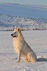 Weier Schferhund im Schnee