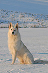 Weier Schferhund im Schnee