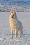 Weier Schferhund im Schnee