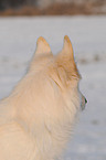 Weier Schferhund im Schnee