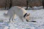 Weier Schferhund im Schnee