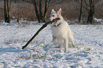 Weier Schferhund im Schnee