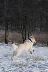 Weier Schferhund im Schnee