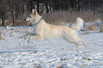 Weier Schferhund im Schnee