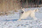 Weier Schferhund im Schnee