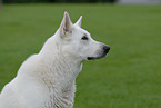 Weier Schferhund Portrait