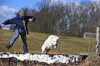 Weier Schweizer Schferhund springt durchs Feuer