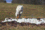 Weier Schweizer Schferhund springt durchs Feuer