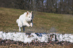 Weier Schweizer Schferhund springt durchs Feuer