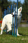 Weier Schweizer Schferhund beim Agility