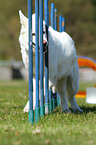 Weier Schweizer Schferhund beim Agility