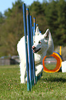 Weier Schweizer Schferhund beim Agility