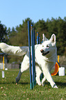 Weier Schweizer Schferhund beim Agility