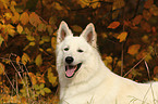 Weier Schweizer Schferhund Portrait