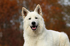 Weier Schweizer Schferhund Portrait