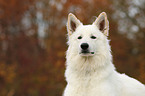 Weier Schweizer Schferhund Portrait