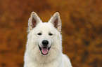 Weier Schweizer Schferhund Portrait