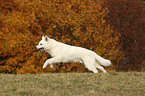 rennender Weier Schweizer Schferhund