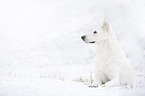 kurzhaariger Weier Schweizer Schferhund