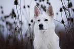 kurzhaariger Weier Schweizer Schferhund