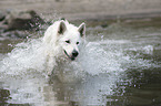 Weier Schferhund