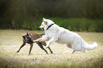 Weißer Schäferhund und Malinois