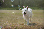 Weier Schferhund