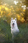 sitzender Weier Schferhund
