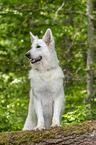Weier Schferhund