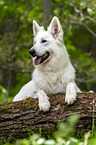 Weier Schferhund