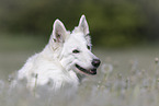 Weier Schferhund Portrait