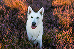 Weier Schferhund in der Heide