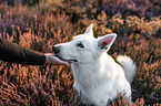 Weier Schferhund in der Heide