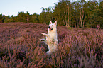 Weier Schferhund in der Heide