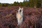 Weier Schferhund in der Heide