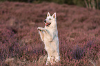 Weier Schferhund in der Heide