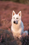 Weier Schferhund in der Heide