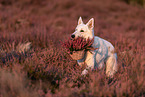 Weier Schferhund in der Heide