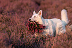 Weier Schferhund in der Heide