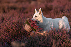 Weier Schferhund in der Heide