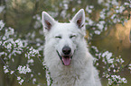 Weier Schferhund vor Blten