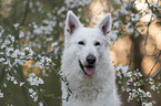 Weier Schferhund vor Blten