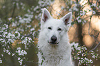 Weier Schferhund vor Blten