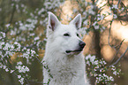 Weier Schferhund vor Blten