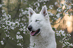 Weier Schferhund vor Blten