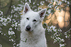 Weier Schferhund vor Blten