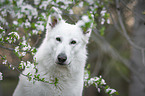 Weier Schferhund vor Blten