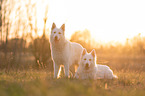 Weie Schferhunde im Gegenlicht